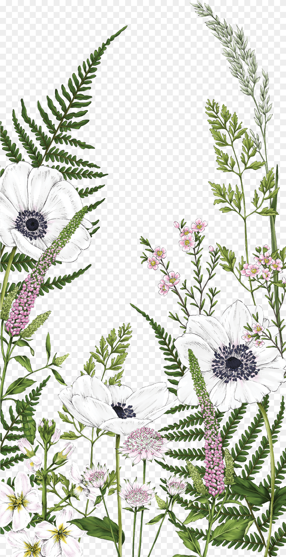 Transparent Kate Spade Flowers Clipart Fern Flowers Watercolor, Anemone, Flower, Plant, Pollen Free Png Download