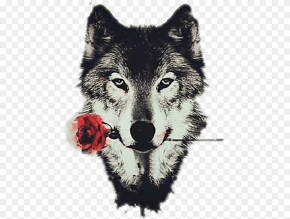 Transparent Kawaii Tumblr Wolf Rose, Animal, Mammal, Child, Person Png Image