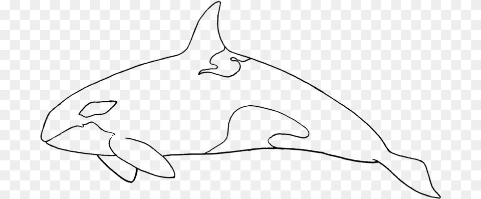 Transparent Killer Whale Cartilaginous Fish, Gray Free Png