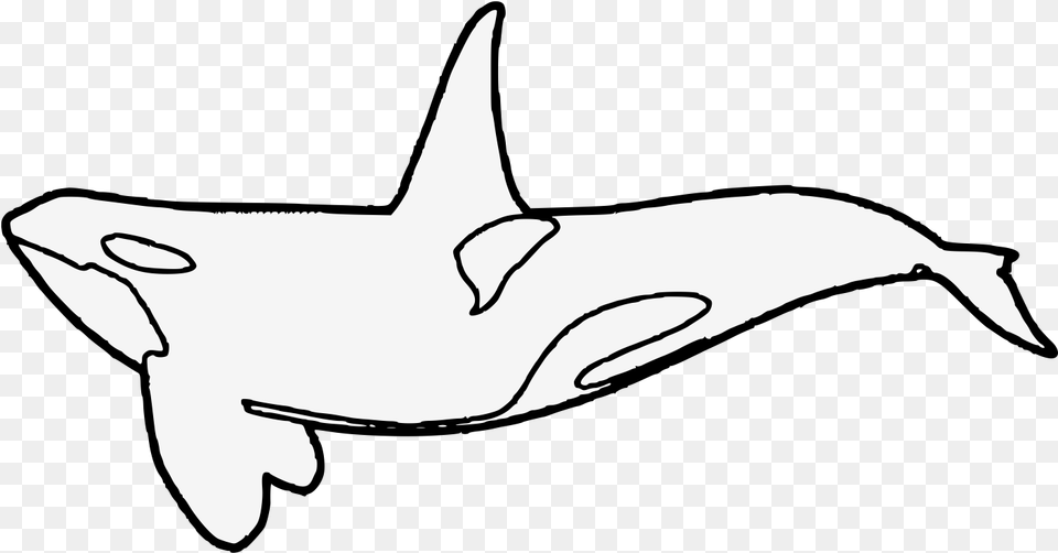 Transparent Killer Whale Drawn Clipart Killer Whale Art, Animal, Sea Life, Person, Mammal Png