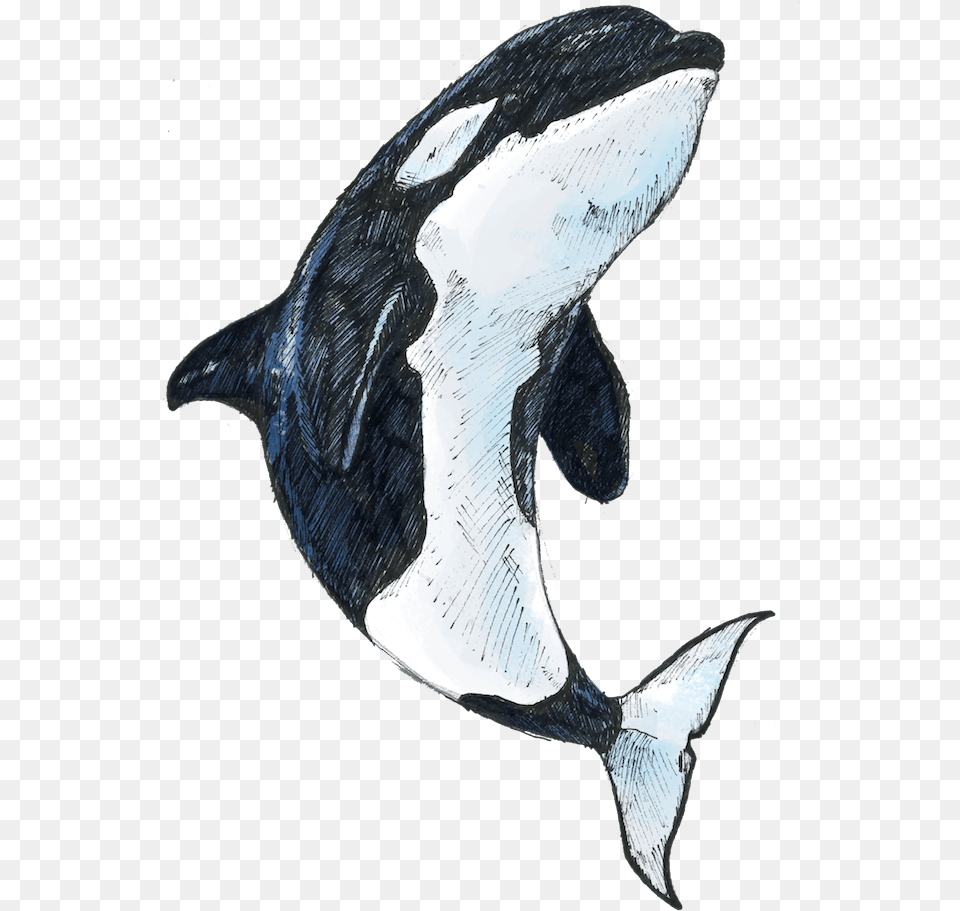 Killer Whale Killer Whale, Animal, Mammal, Sea Life, Bird Free Transparent Png