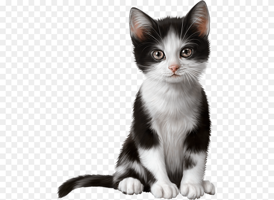 Transparent Kitten Clipart, Animal, Cat, Mammal, Pet Png Image