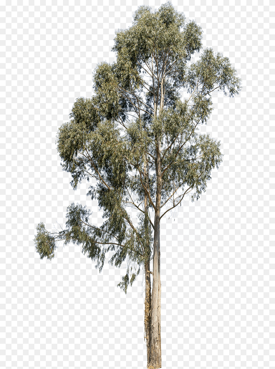 Transparent Kumquat Clipart Eucalyptus Tree, Plant, Tree Trunk, Oak, Sycamore Free Png Download