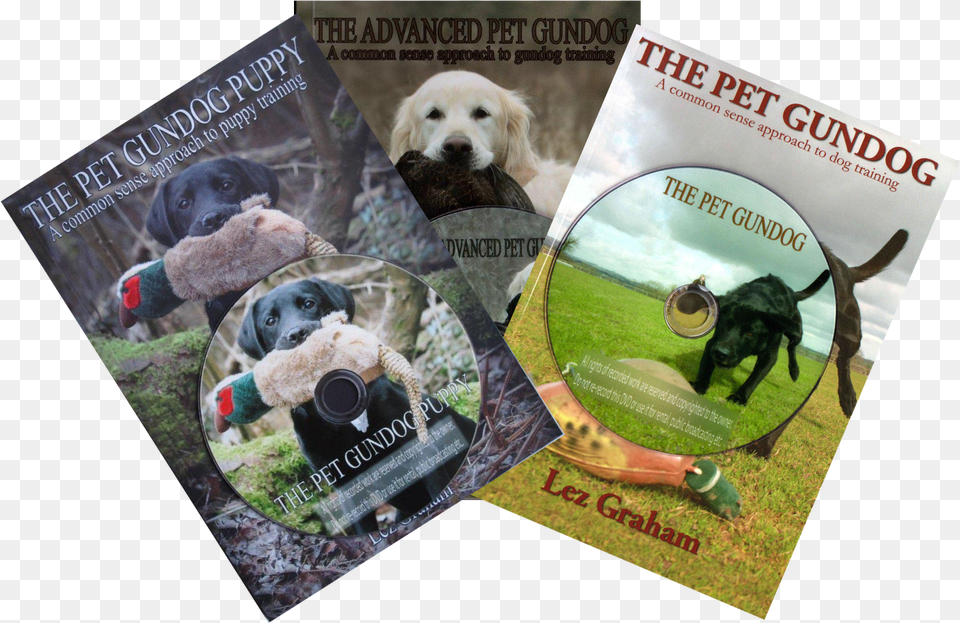 Transparent Labrador Retriever Clipart Golden Retriever, Animal, Canine, Dog, Mammal Png