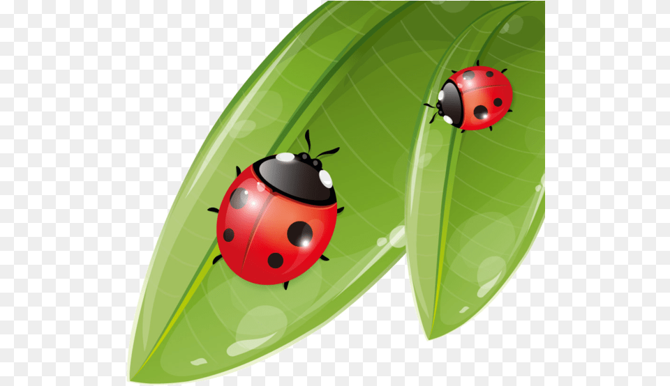 Transparent Lady Bugs Ladybugs On The Leaf Clipart, Plant, Animal, Insect, Invertebrate Free Png Download