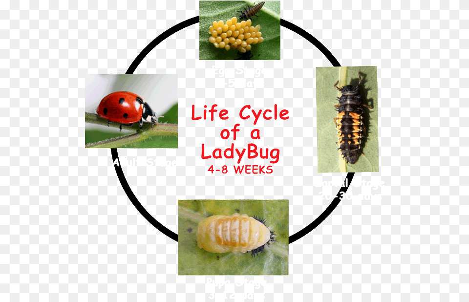 Transparent Ladybug Clipart Life Cycle Ladybug Larva, Animal, Insect, Invertebrate, Aphid Png Image