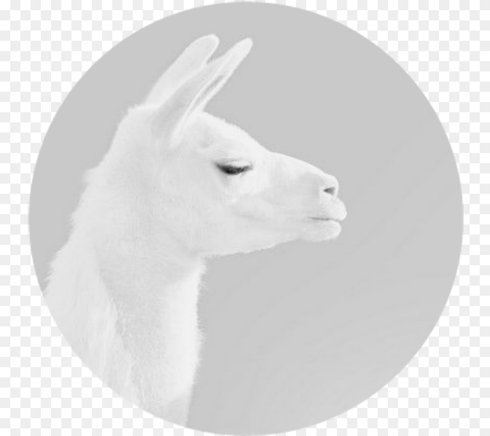 Transparent Lama Llama, Animal, Mammal Free Png Download