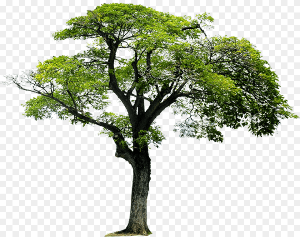 Landscaping Clipart Tree Imagens De Arvores Free Transparent Png