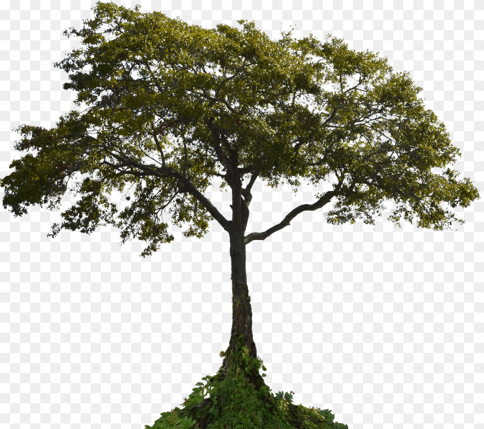 Transparent Landscaping Clipart Tree Tree With Root, Food, Fruit, Plant, Produce Png Image