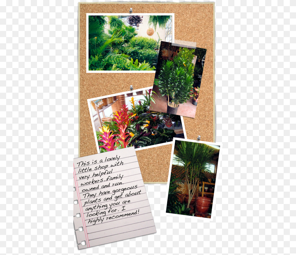 Transparent Landscaping Plants Floral Design, Vegetation, Art, Collage, Plant Png Image