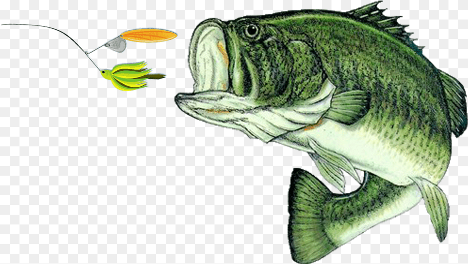 Largemouth Bass Clipart Largemouth Bass, Animal, Fish, Sea Life, Perch Free Transparent Png