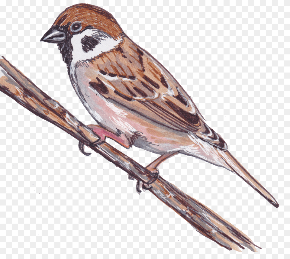 Transparent Lark Clipart Sparrow Cartoon Clipart, Animal, Bird, Finch, Anthus Png Image