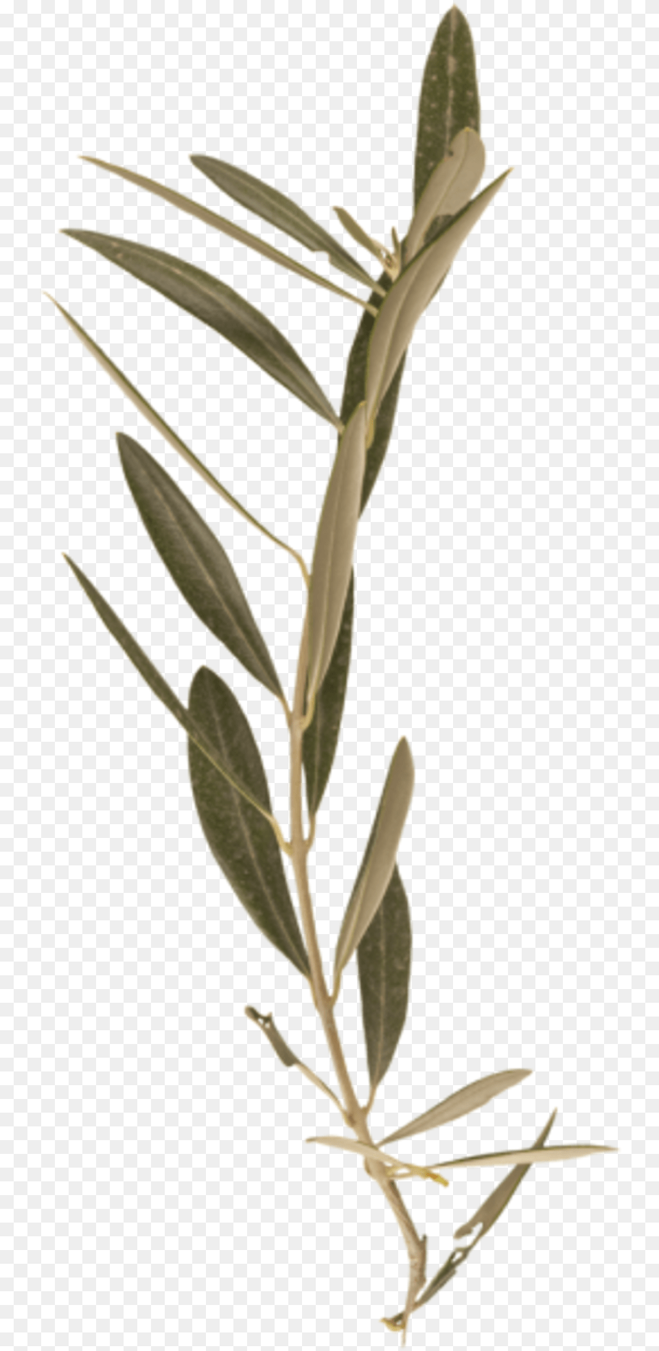 Laurel Branch Twig, Herbal, Tree, Plant, Leaf Free Transparent Png