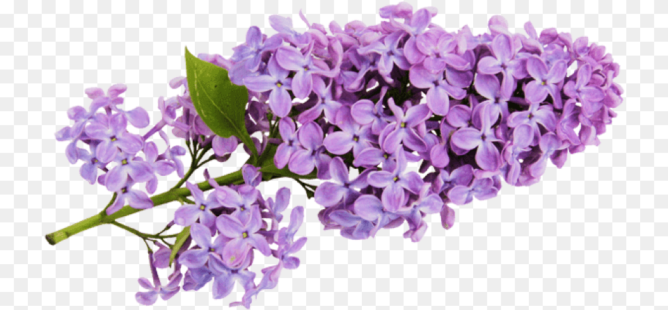 Lavender Background Lilac Clipart, Flower, Plant Free Transparent Png