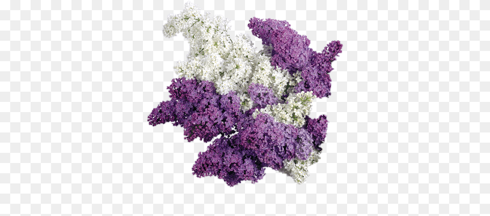 Lavender Background Picture White And Purple Lilac Flowers, Flower, Plant Free Transparent Png
