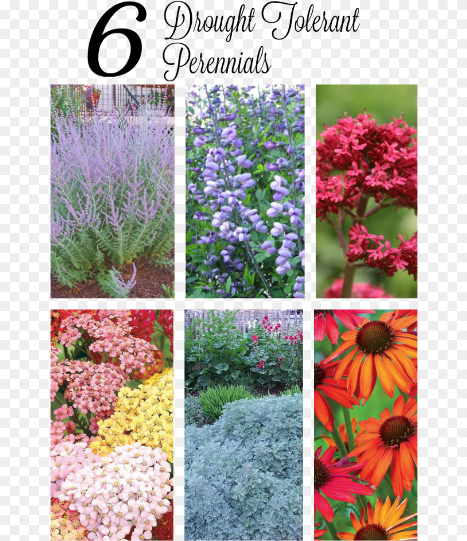 Transparent Lavender Bush, Art, Plant, Petal, Outdoors Png