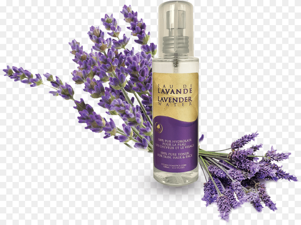 Transparent Lavender Flower English Lavender, Plant, Bottle, Cosmetics, Perfume Free Png Download