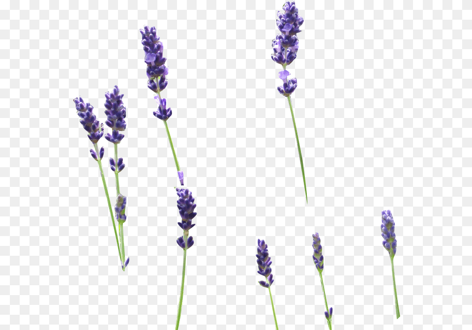 Lavender Sprig Clipart, Flower, Plant Free Transparent Png