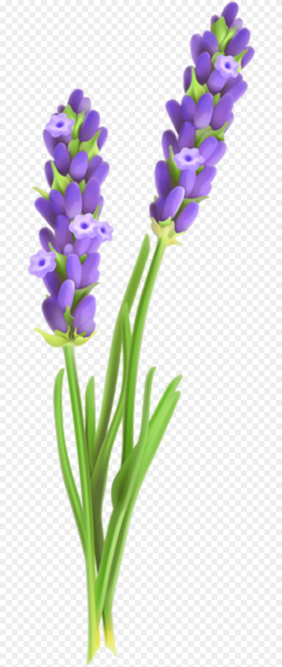 Transparent Lavender Sprig Clipart Lavender Plant Clip Art, Flower, Lupin Png Image