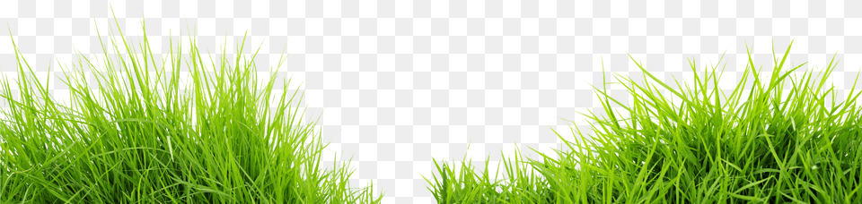 Transparent Lawn Grass, Plant, Vegetation Free Png