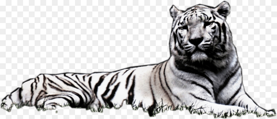 Transparent Laying Down Siberian Tiger, Animal, Mammal, Wildlife Free Png Download