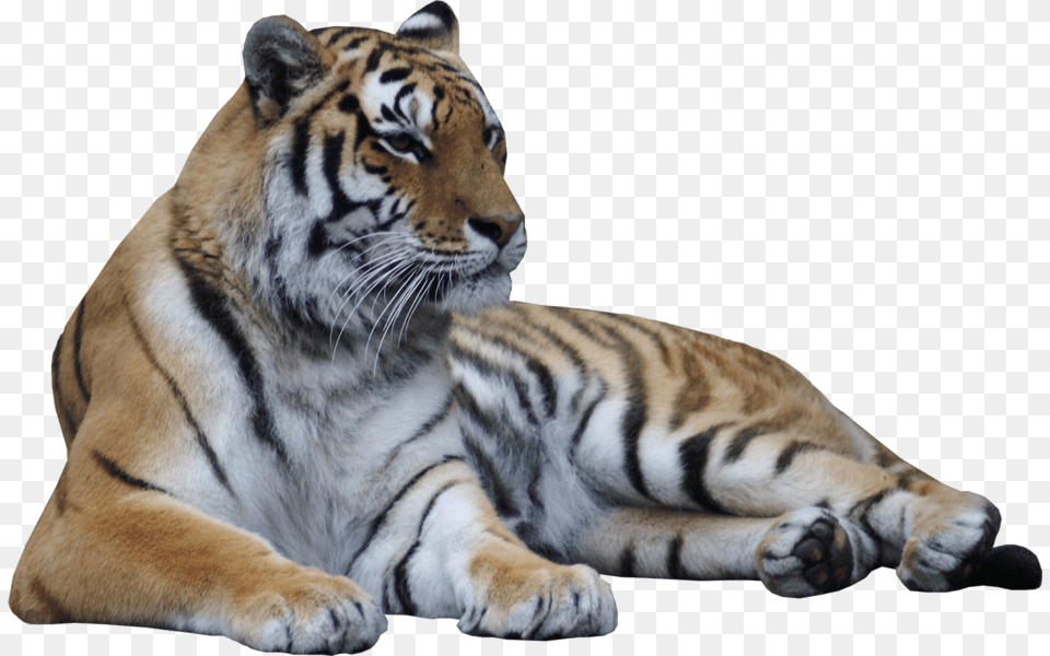 Transparent Laying Down Transparent Tiger Lying Down, Animal, Mammal, Wildlife Png Image