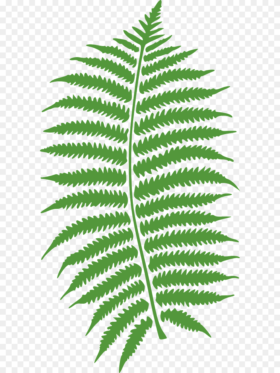 Transparent Leaf, Fern, Plant, Animal, Insect Png