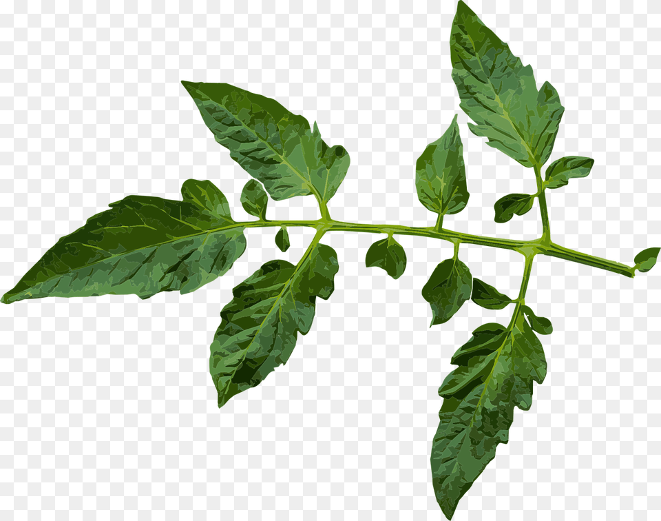 Transparent Leaf Branch Tomato Leaf Transparent Background, Plant, Herbs Free Png Download