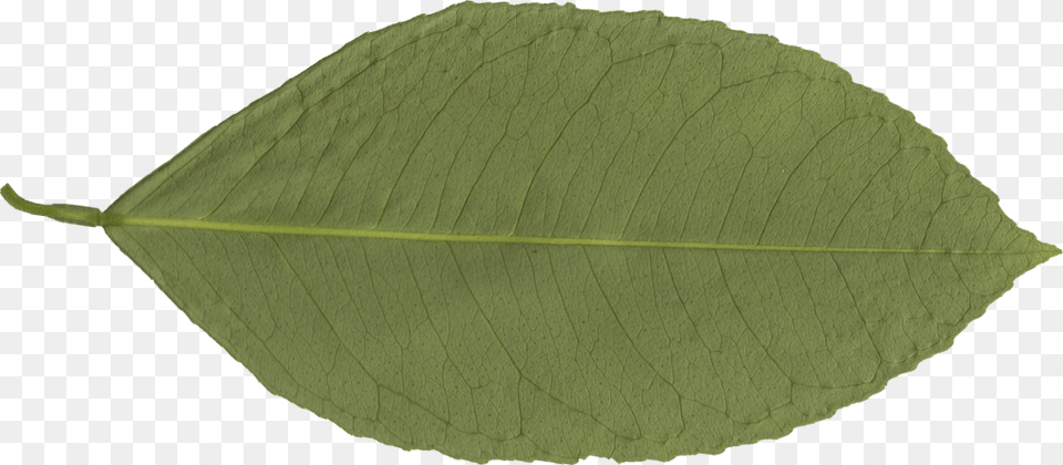 Transparent Leaf Canoe Birch, Plant Png Image
