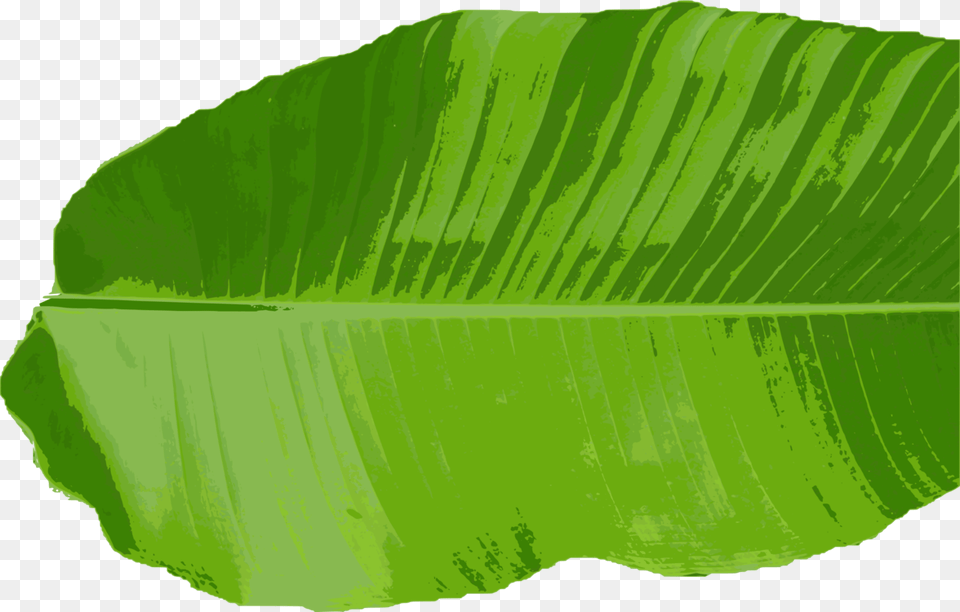 Transparent Leaf Clipart Banana Leaf Vector, Plant, Green Free Png Download