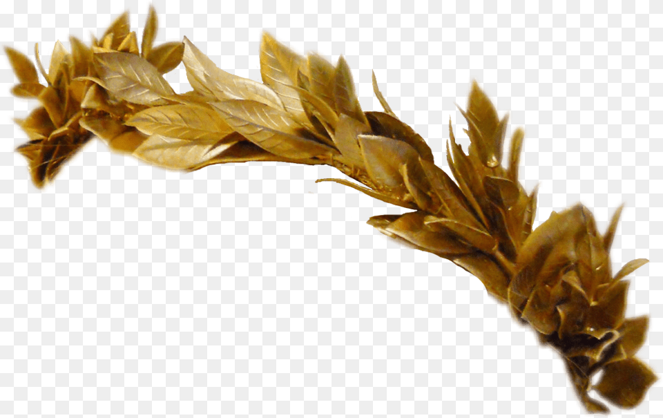 Transparent Leaf Crown, Plant, Bronze, Flower, Grass Png