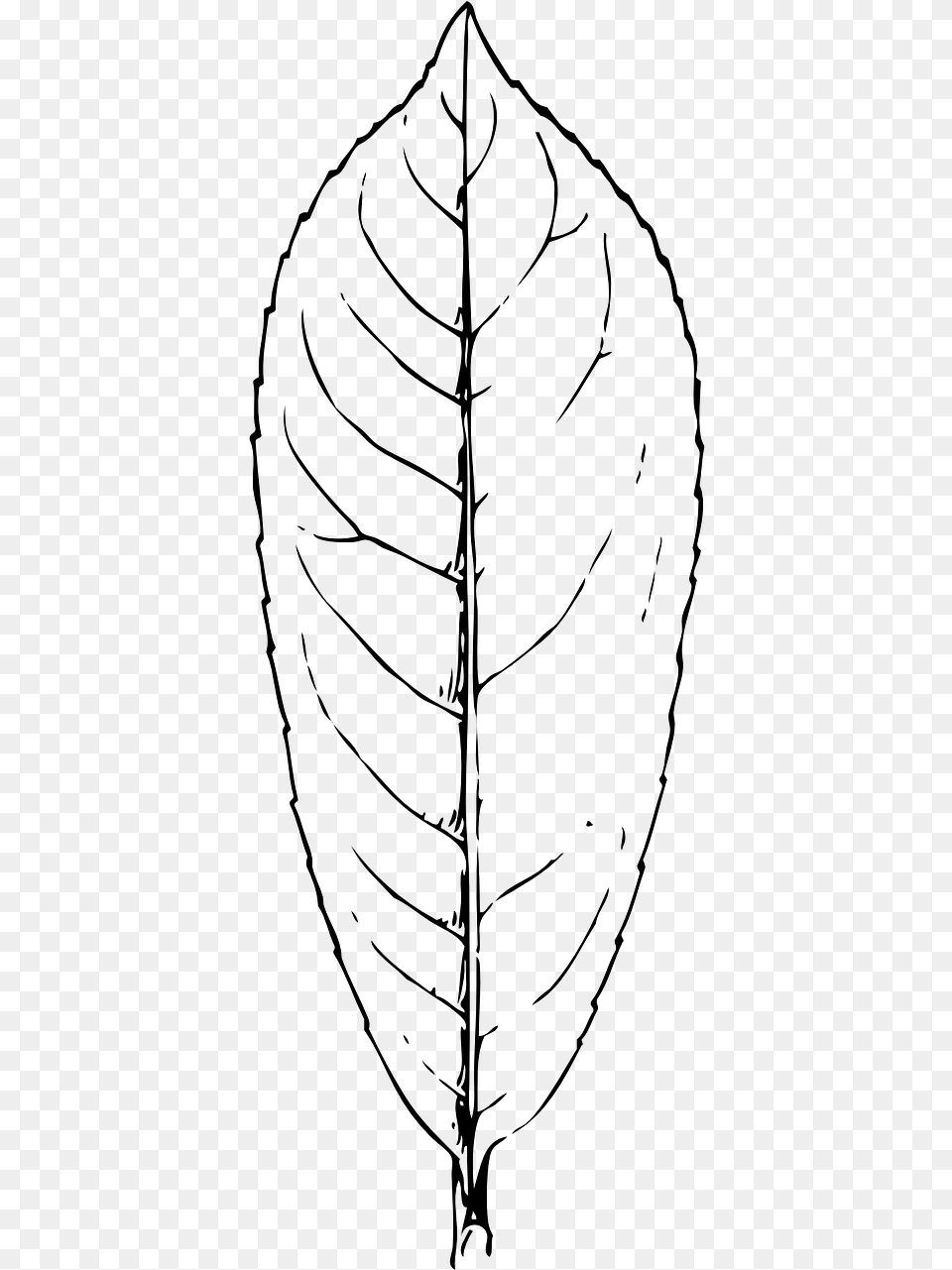 Transparent Leaf Symbol Laurel Leaf Clipart Black And White, Gray Free Png