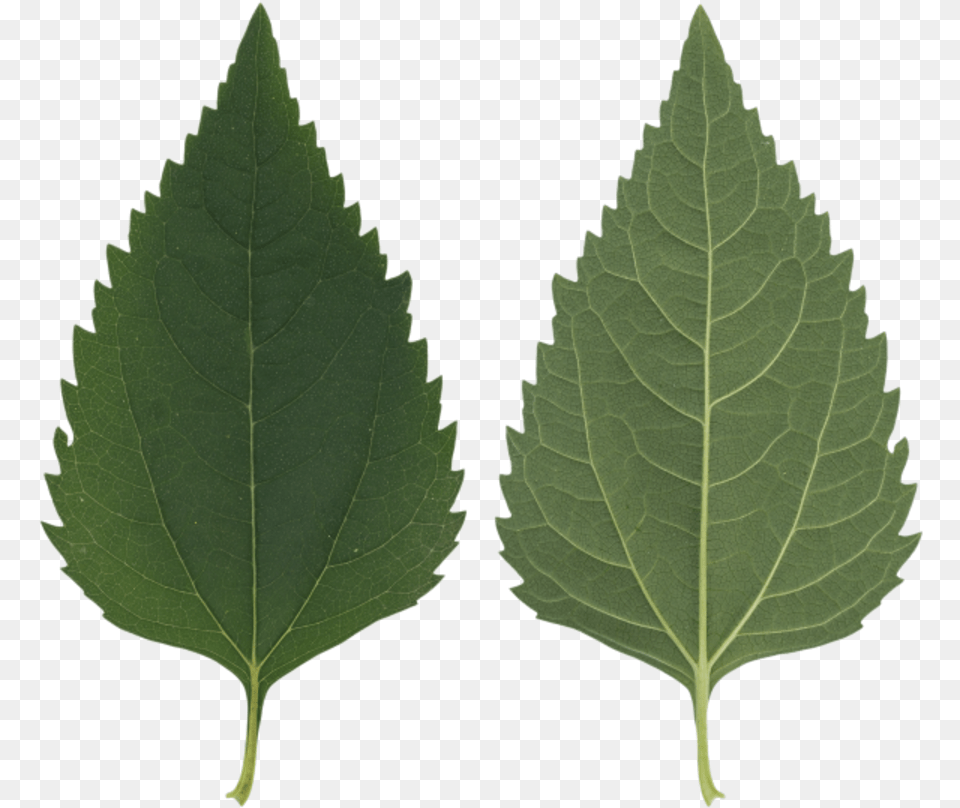 Transparent Leaf Texture Birch Tree Leaf Texture, Plant, Herbal, Herbs Free Png Download