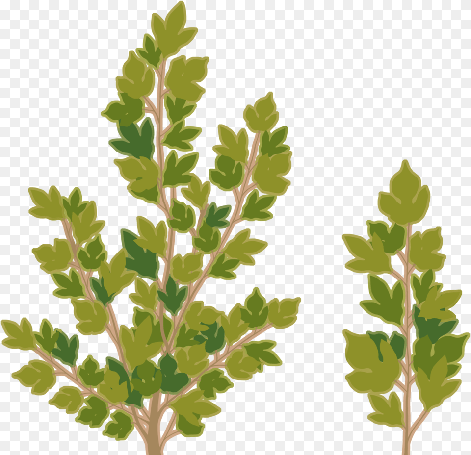 Leaf Texture Oak Tree Branch Texture, Herbal, Herbs, Plant, Vegetation Free Transparent Png
