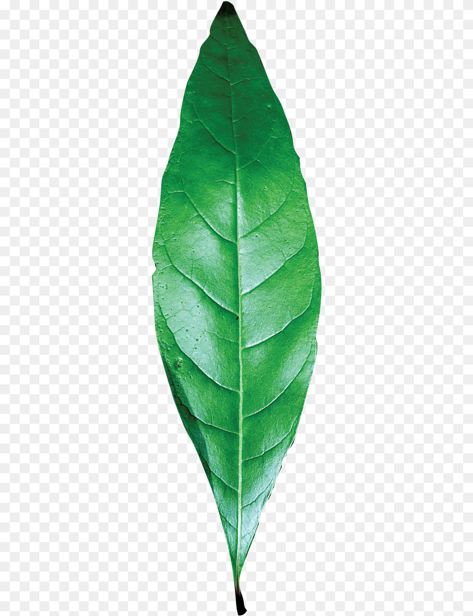 Transparent Leaf Texture Single Green Leaf, Plant, Tree Free Png Download