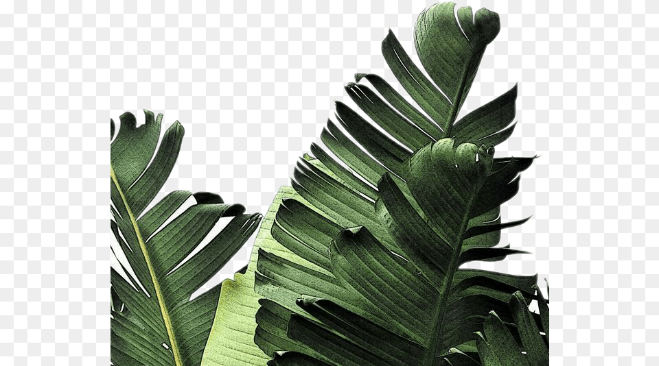 Transparent Leaf Tumblr Dark Green Leaves, Plant, Vegetation, Tree Png