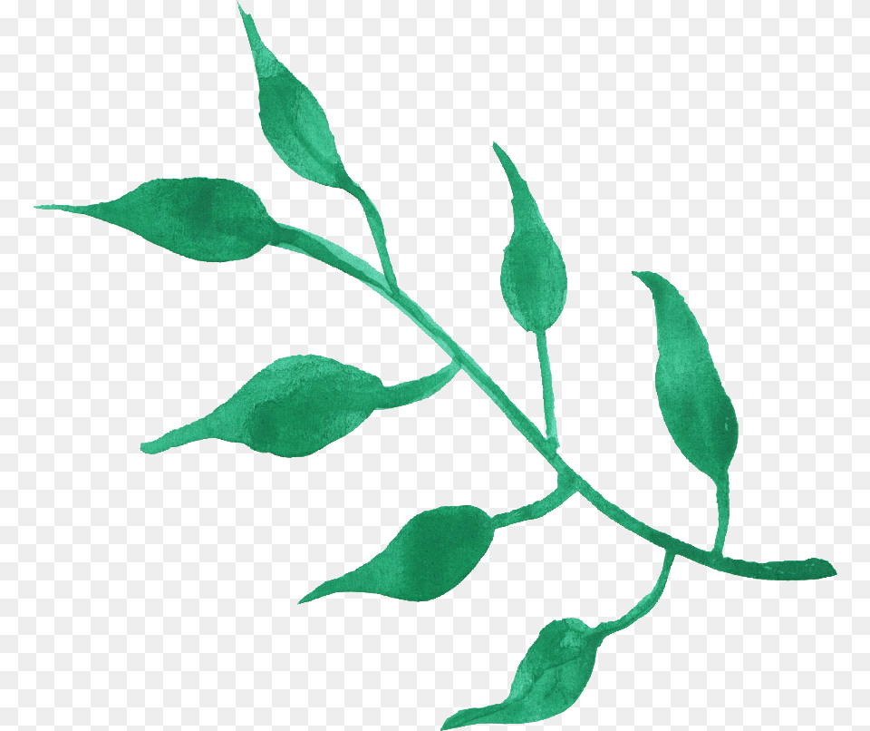 Transparent Leaf Watercolor, Herbal, Herbs, Plant, Flower Free Png