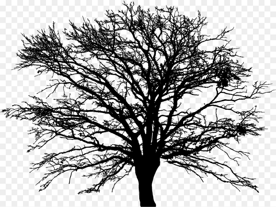 Transparent Leafless Tree Art Tree Vector, Gray Free Png Download