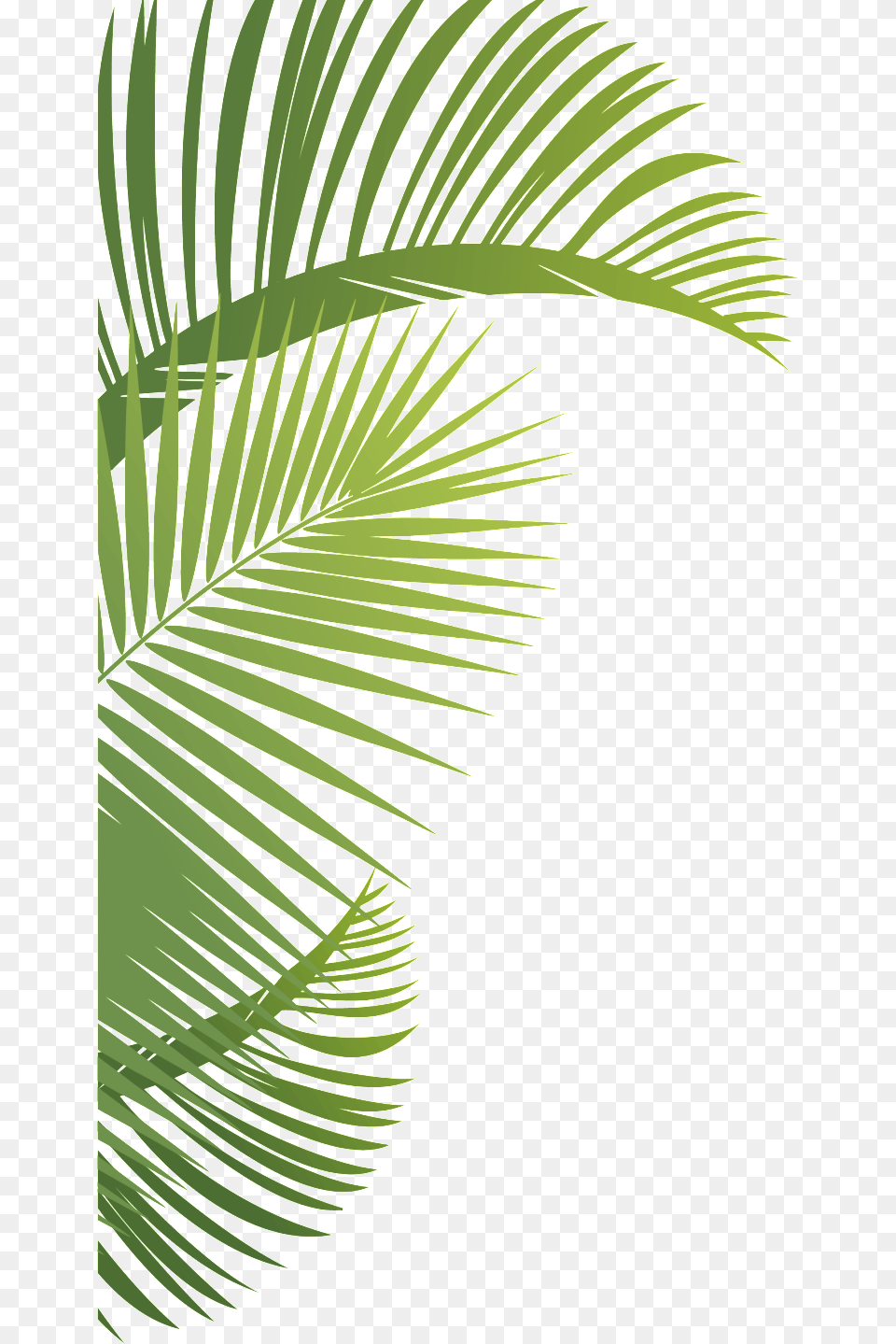 Leafs Roystonea, Vegetation, Tree, Plant, Palm Tree Free Transparent Png