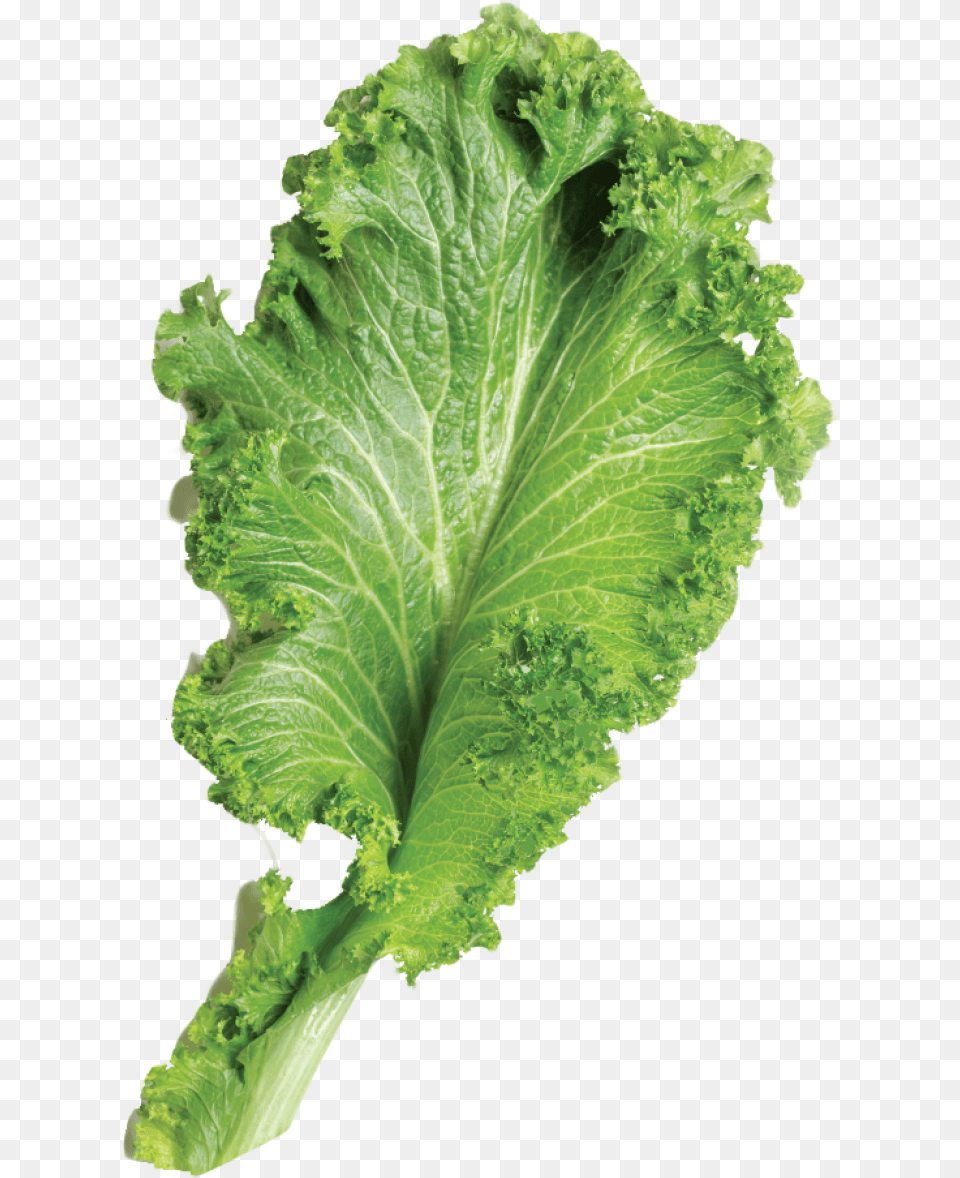 Leafy Vegetable, Food, Lettuce, Plant, Produce Free Transparent Png