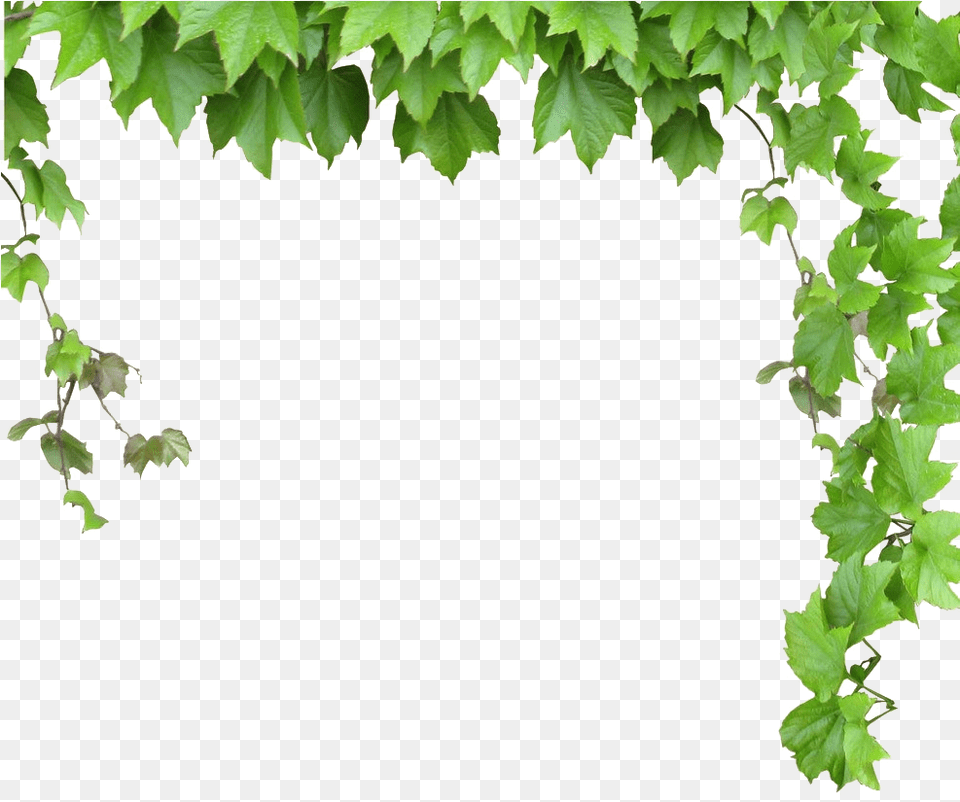 Transparent Leafy Vine Clipart Leaves And Vines, Leaf, Plant, Ivy Png Image