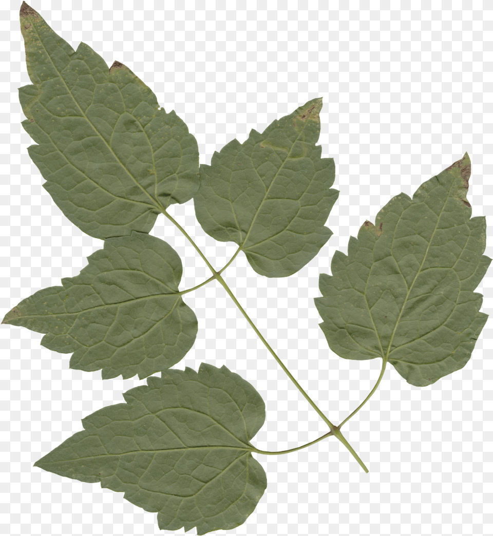 Transparent Leaves American Aspen, Leaf, Plant, Tree Free Png Download