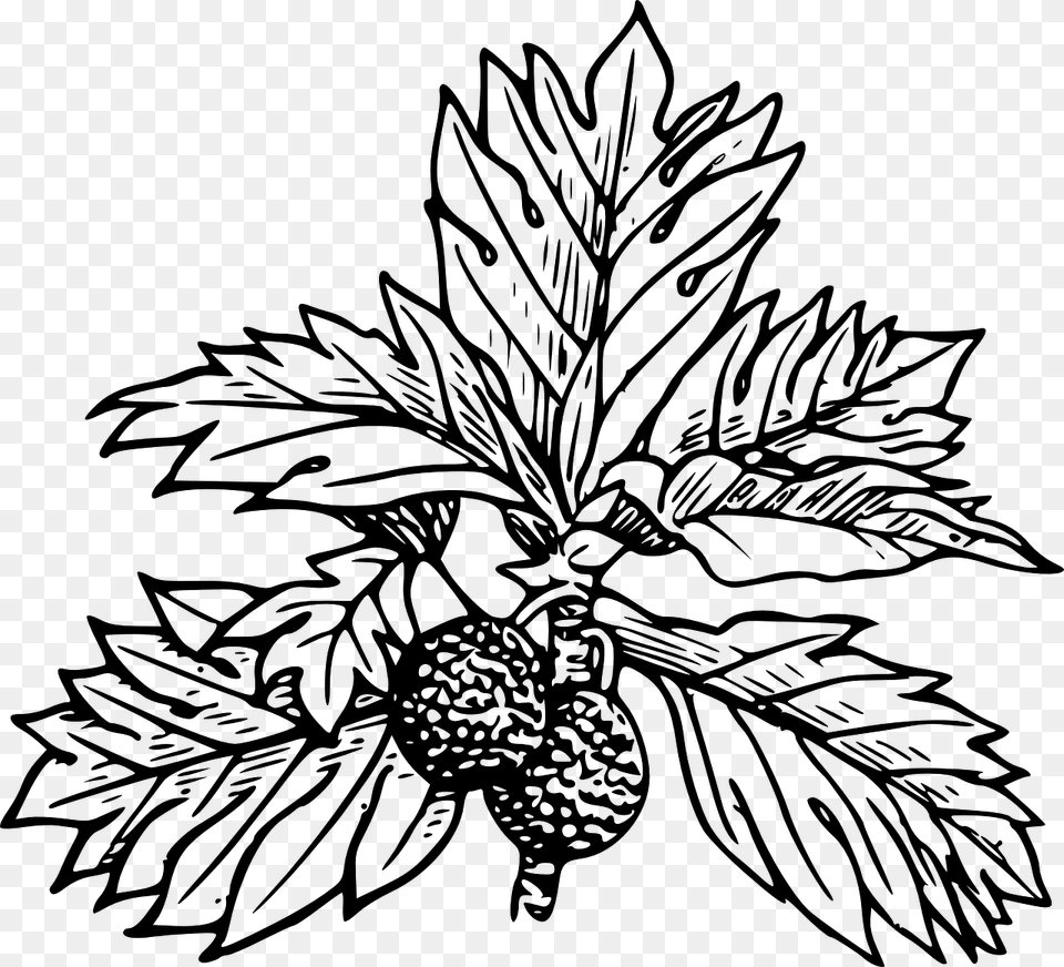 Leaves Drawing Draw A Breadfruit Tree, Gray Free Transparent Png