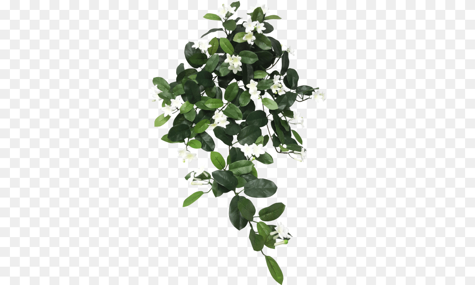 Leaves Hanging Wedding Leaf, Flower, Plant, Petal, Vine Free Transparent Png