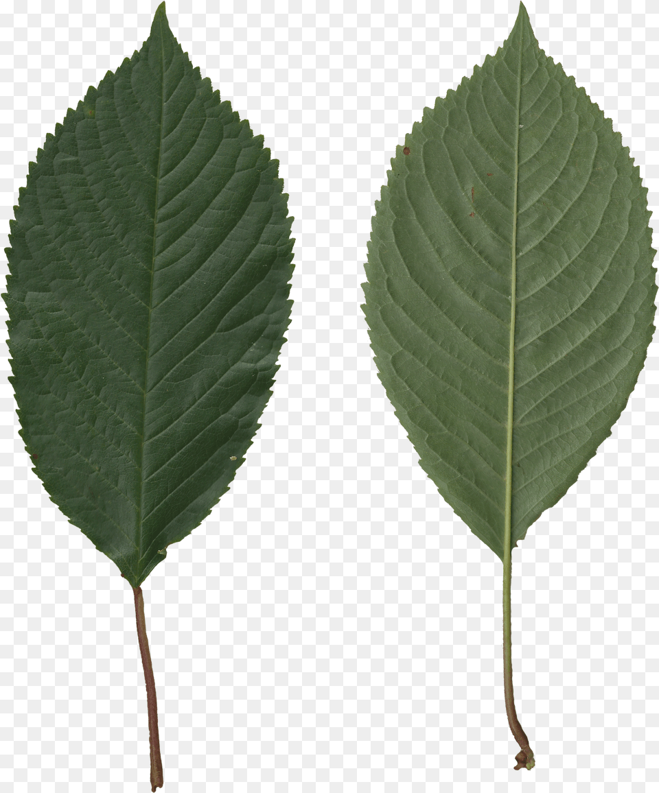 Transparent Leaves Prunus Avium Leaf, Plant, Tree Png