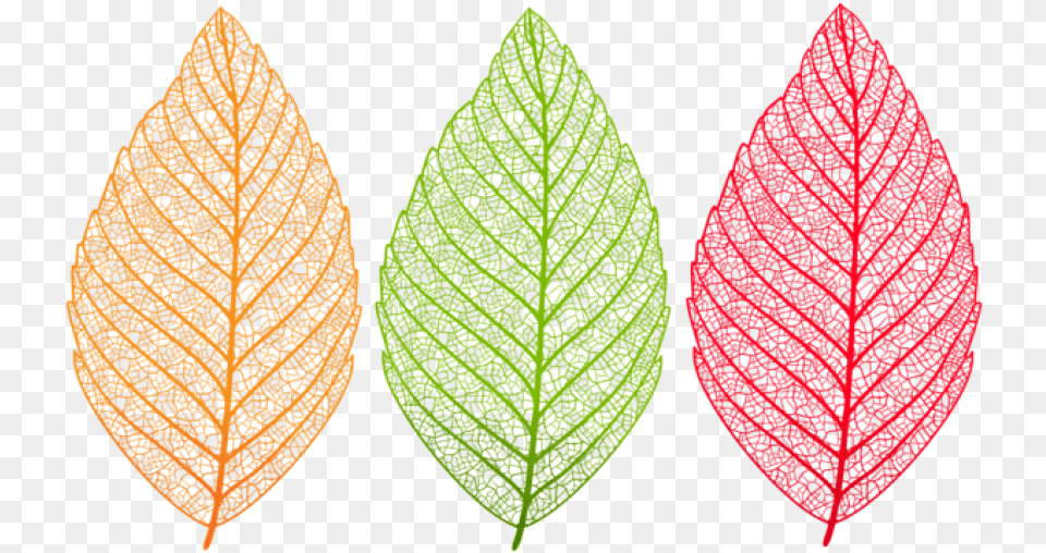 Leaves Set Clipart Photo Leaf Clipart, Plant, Food, Fruit, Pear Free Transparent Png