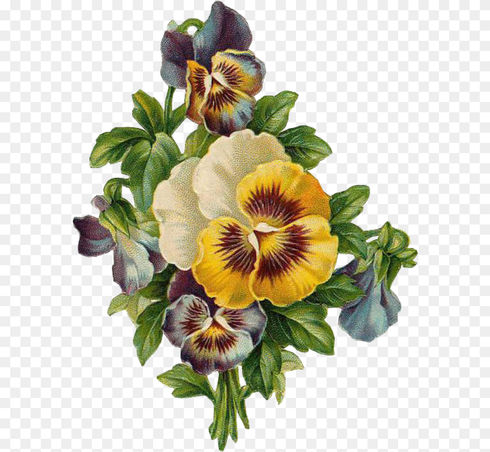 Transparent Leaves Vintage Pansy Flowers Clipart, Flower, Plant, Petal, Rose Free Png Download