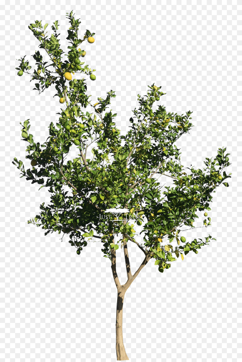 Transparent Lemon Citrus Lemon Tree Free Png