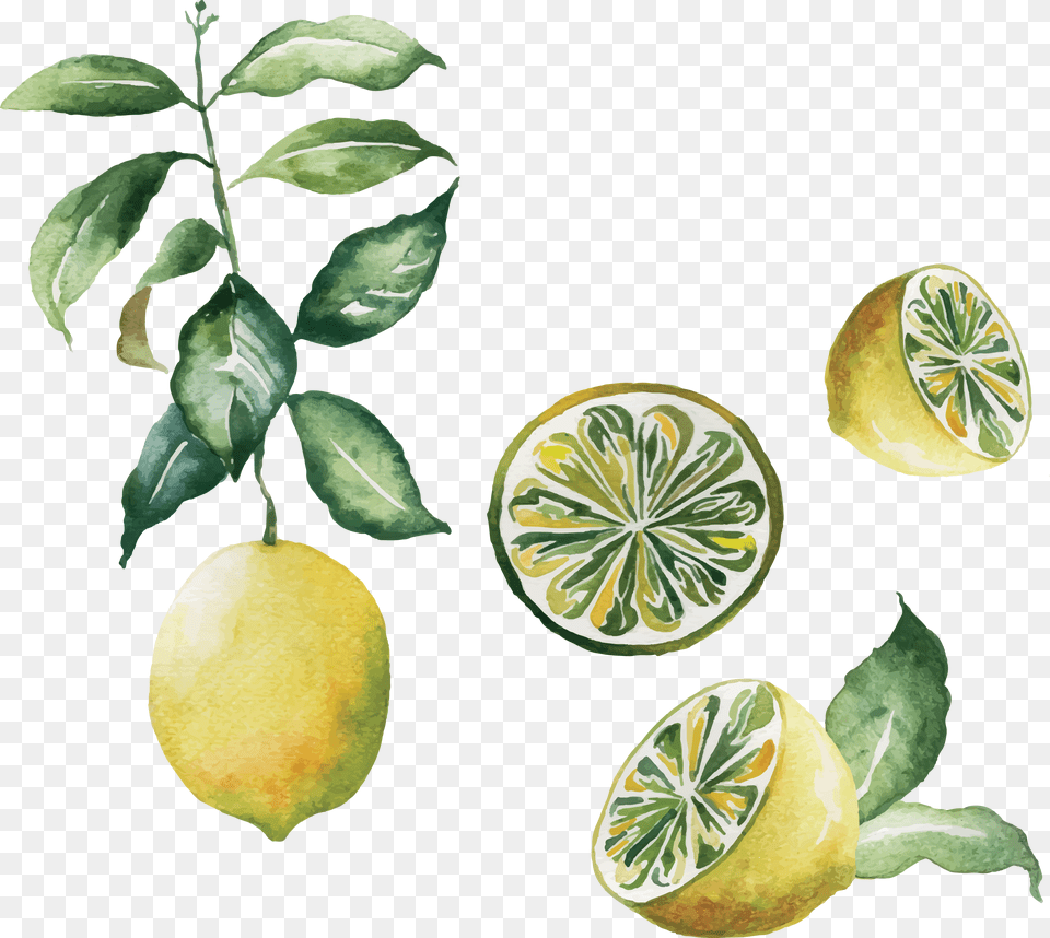 Transparent Lemon Emoji Watercolor Lime Transparent Background, Citrus Fruit, Food, Fruit, Plant Free Png Download