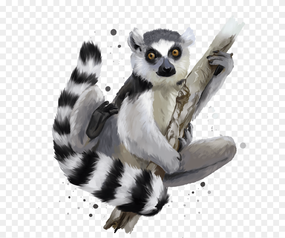Transparent Lemur Clipart Lemurs, Animal, Bird, Mammal, Wildlife Png